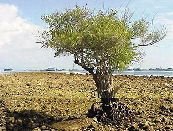 Very old tree growing at the edge of the sea